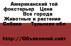 Американский той фокстерьер › Цена ­ 25 000 - Все города Животные и растения » Собаки   . Тульская обл.